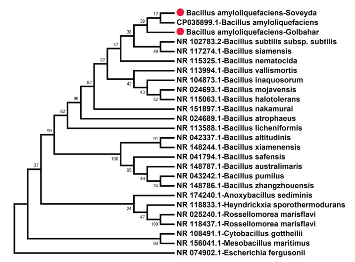 Molecular Cloning of the Extracellular Lipases of <i>Bacillus Amyloliquefaciens</i> Isolated from Agrifood Wastes.