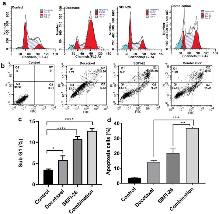 SBFI-26 enhances apoptosis in docetaxel-treated triple-negative breast cancer cells by increasing ROS levels.