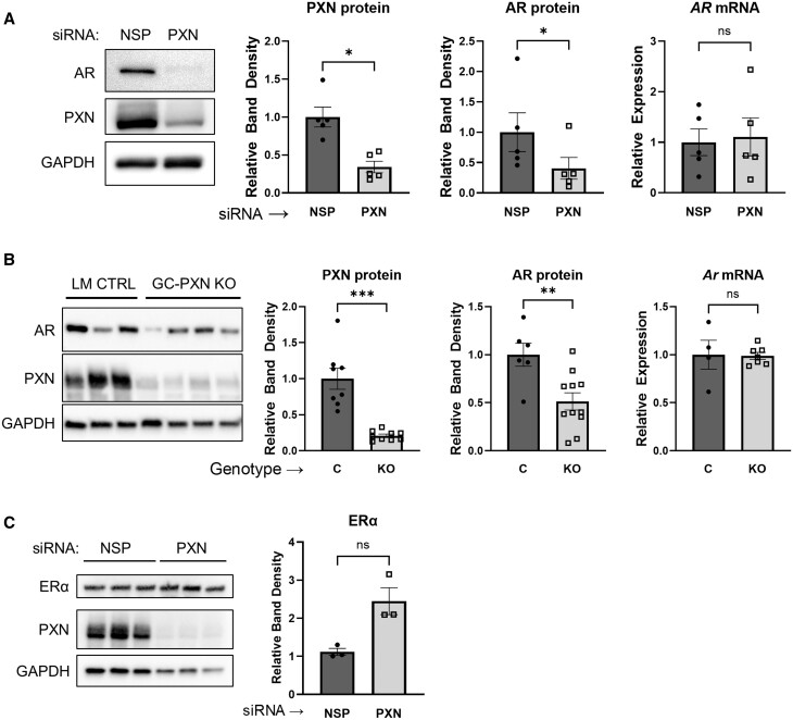 Paxillin regulates androgen receptor expression associated with granulosa cell focal adhesions.
