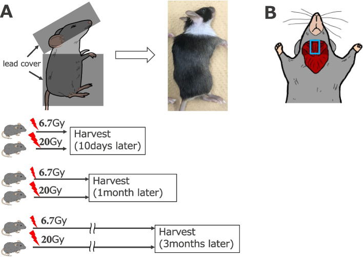 Swallowing-related muscle inflammation and fibrosis induced by a single dose of radiation exposure in mice.