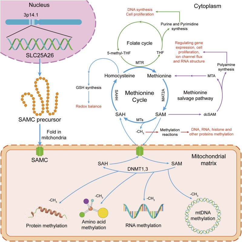 Fresh Insights Into <i>SLC25A26</i>: Potential New Therapeutic Target for Cancers: A Review.