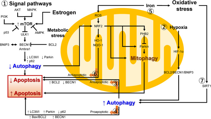 Molecular mechanism of autophagy and apoptosis in endometriosis: Current understanding and future research directions.