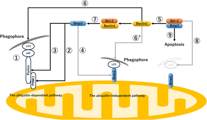 Molecular mechanism of autophagy and apoptosis in endometriosis: Current understanding and future research directions.