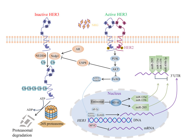 HER3-targeted therapy: the mechanism of drug resistance and the development of anticancer drugs.