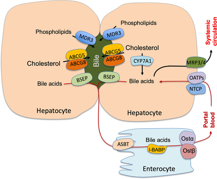 Bile acids regulation of cellular stress responses in liver physiology and diseases.