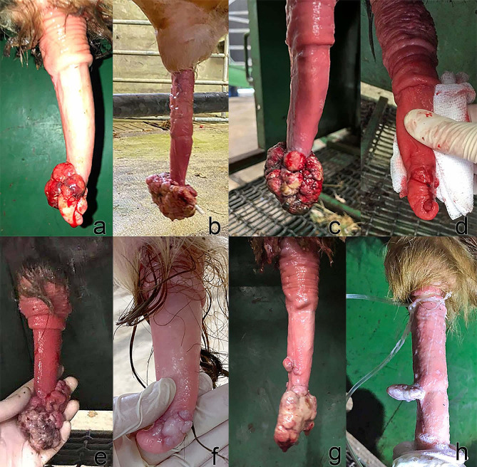 A retrospective case series of the surgical management of thirty-one penile fibropapilloma cases presented to University College Dublin Veterinary Hospital (UCDVH) between 2017 and 2023.