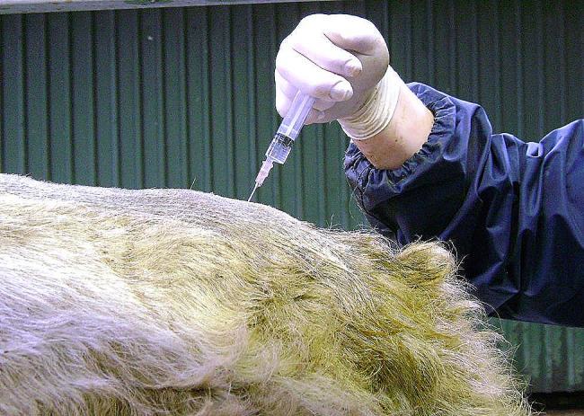 A retrospective case series of the surgical management of thirty-one penile fibropapilloma cases presented to University College Dublin Veterinary Hospital (UCDVH) between 2017 and 2023.