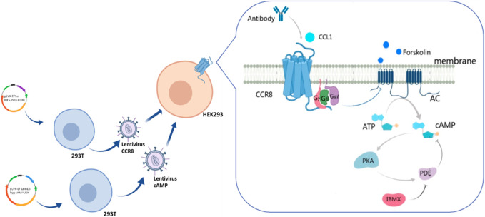 Sensing antibody functions with a novel CCR8-responsive engineered cell.