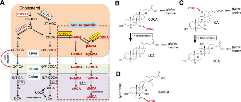 Bile acids regulation of cellular stress responses in liver physiology and diseases.