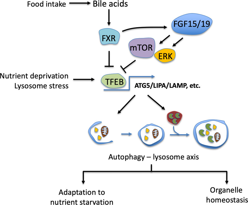 Bile acids regulation of cellular stress responses in liver physiology and diseases.