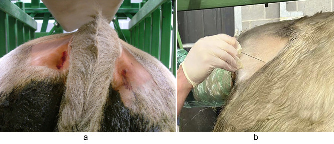 A retrospective case series of the surgical management of thirty-one penile fibropapilloma cases presented to University College Dublin Veterinary Hospital (UCDVH) between 2017 and 2023.