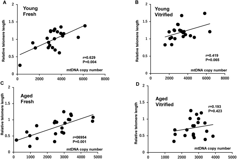 Effect of paternal aging and vitrification on mitochondrial DNA copy number and telomere length of mouse blastocysts.