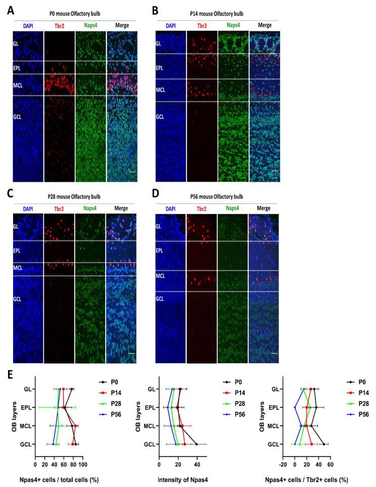 Sensory Stimulation-dependent Npas4 Expression in the Olfactory Bulb during Early Postnatal Development.