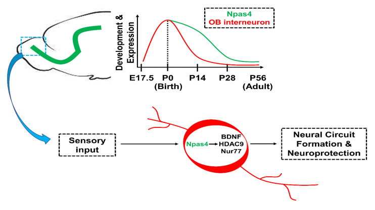 Sensory Stimulation-dependent Npas4 Expression in the Olfactory Bulb during Early Postnatal Development.