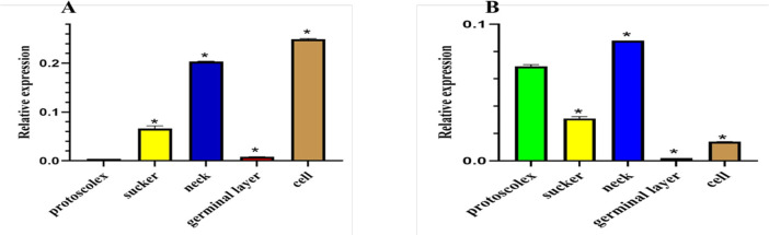 Comparative Analysis of <i>Nanos</i> and <i>Ago</i> Genes Expression in the Germinative Cells Isolated from Germinal Layer and the Neck Region of <i>Echinococcus granulosus</i>.