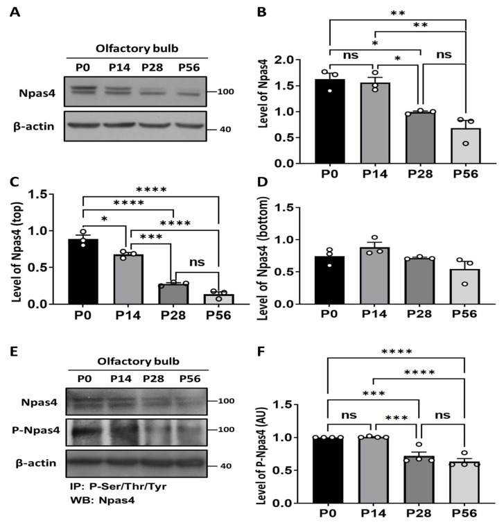 Sensory Stimulation-dependent Npas4 Expression in the Olfactory Bulb during Early Postnatal Development.