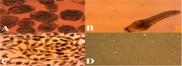 Comparative Analysis of <i>Nanos</i> and <i>Ago</i> Genes Expression in the Germinative Cells Isolated from Germinal Layer and the Neck Region of <i>Echinococcus granulosus</i>.