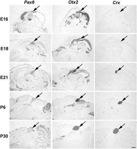 Homeobox gene-encoded transcription factors in development and mature circadian function of the rodent pineal gland