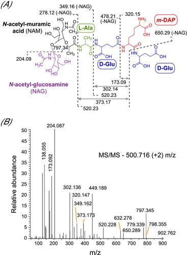 Experimental evidence of d-glutamate racemase activity in the uncultivated bacterium Candidatus Saccharimonas aalborgensis