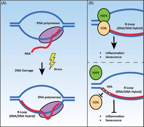 Unveiling a novel cellular stress response mechanism to photodamage