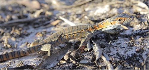 Predation event and shelter site use by a threatened monitor lizard, Varanus rosenbergi, in the Little Desert, Victoria