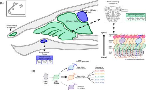 Epigenetic programming of stochastic olfactory receptor choice