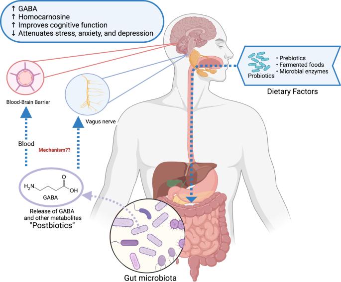 Gamma-aminobutyric acid as a potential postbiotic mediator in the gut–brain axis