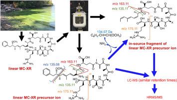 Novel in-source fragments used to identify linear microcystins with C-terminal arginine by UHPLC-ESI-MS/MS