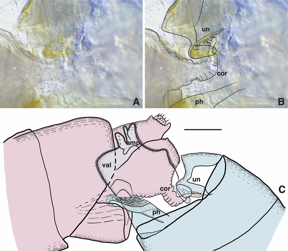 Traumatic copulation and counterpart female traits are widespread in fritillary butterflies (Lepidoptera: Nymphalidae: Argynnini)