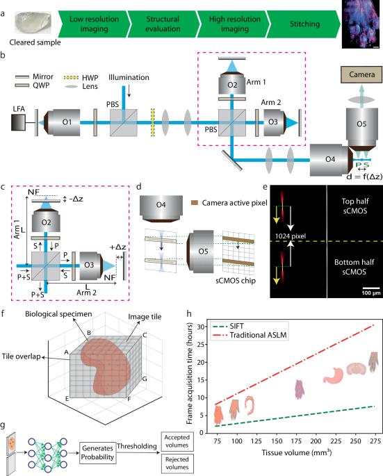 Signal improved ultra-fast light-sheet microscope for large tissue imaging