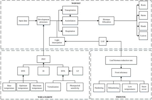 Study on the impact of low-temperature stress on winter wheat based on multi-model coupling