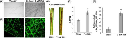 Methionine biosynthetic genes and methionine sulfoxide reductase A are required for Rhizoctonia solani AG1-IA to cause sheath blight disease in rice