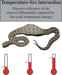 Effects of thermophily-relevant temperature variation and sex on digestive performance in pythons