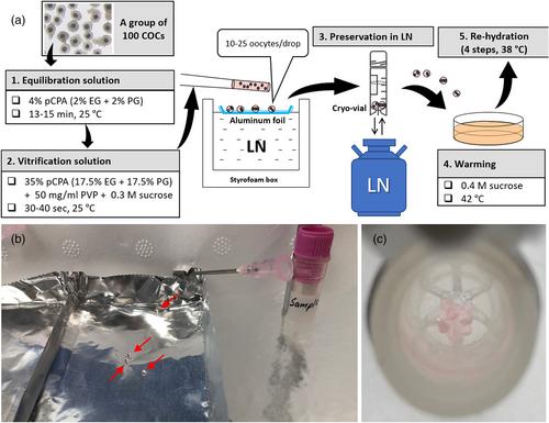 Vitrification of immature oocytes in pigs