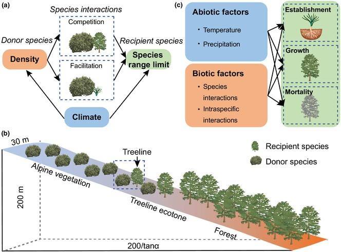 Density-dependent species interactions modulate alpine treeline shifts