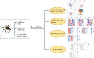 Untargeted LC–MS metabolomics reveals the metabolic responses in the Eriocheir sinensis gills exposed to salinity and alkalinity stress