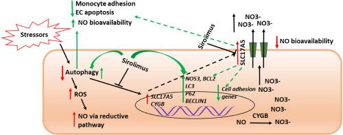 Inflammation-induced sialin mediates nitrate efflux in dysfunctional endothelium affecting NO bioavailability