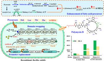 Combinatorial metabolic engineering of Bacillus subtilis for de novo production of polymyxin B