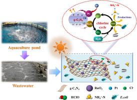 Efficient chlorination reaction of Pt/RuO2/g-C3N4 under visible light irradiation for simultaneous removal of ammonia and bacteria from mariculture wastewater