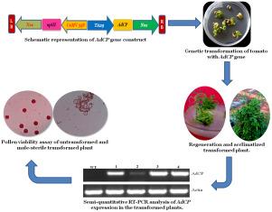 Tapetum-specific expression of cysteine protease induces male sterility in tomato