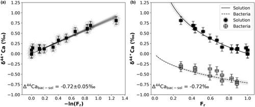 Calcium isotope fractionation by intracellular amorphous calcium carbonate (ACC) forming cyanobacteria