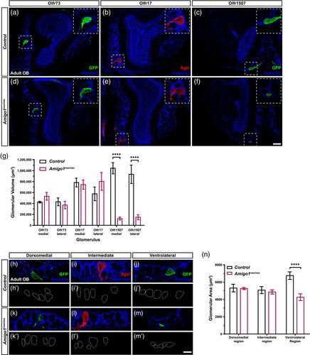 Insertion of a neomycin selection cassette in the Amigo1 locus alters gene expression in the olfactory epithelium leading to region-specific defects in olfactory receptor neuron development