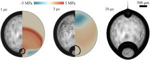 Cavitation and jetting from shock wave refocusing near convex liquid surfaces