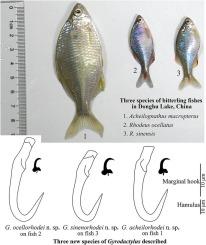 Description of three new species of Gyrodactylus von Nordmann, 1832 (Monogenea: Gyrodactylidae) on bitterling fishes (Acheilognathinae) from China