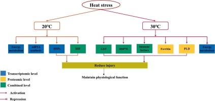 The multi-omics analysis in the hepatopancreas of Eriocheir sinensis provides novel insights into the response mechanism of heat stress