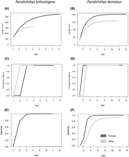 Modeling potential consequences of climate-driven sex reversal on Southern and Summer Flounder population dynamics