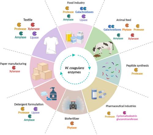 Harnessing the dual nature of W. coagulans for sustainable production of biomaterials and development of functional food