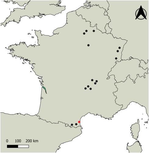 First record of Zaprionus tuberculatus (Diptera: Drosophilidae) in mainland France