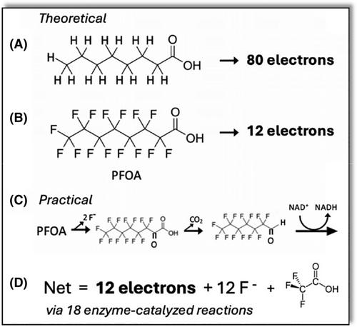 Evolutionary obstacles and not C–F bond strength make PFAS persistent