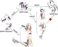 Experimental and computational investigation of the effect of Hsc70 structural variants on inhibiting amylin aggregation